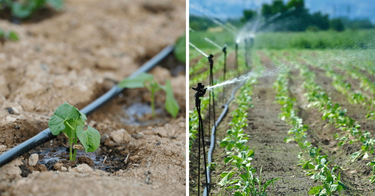 Drip irrigation vs sprinkler