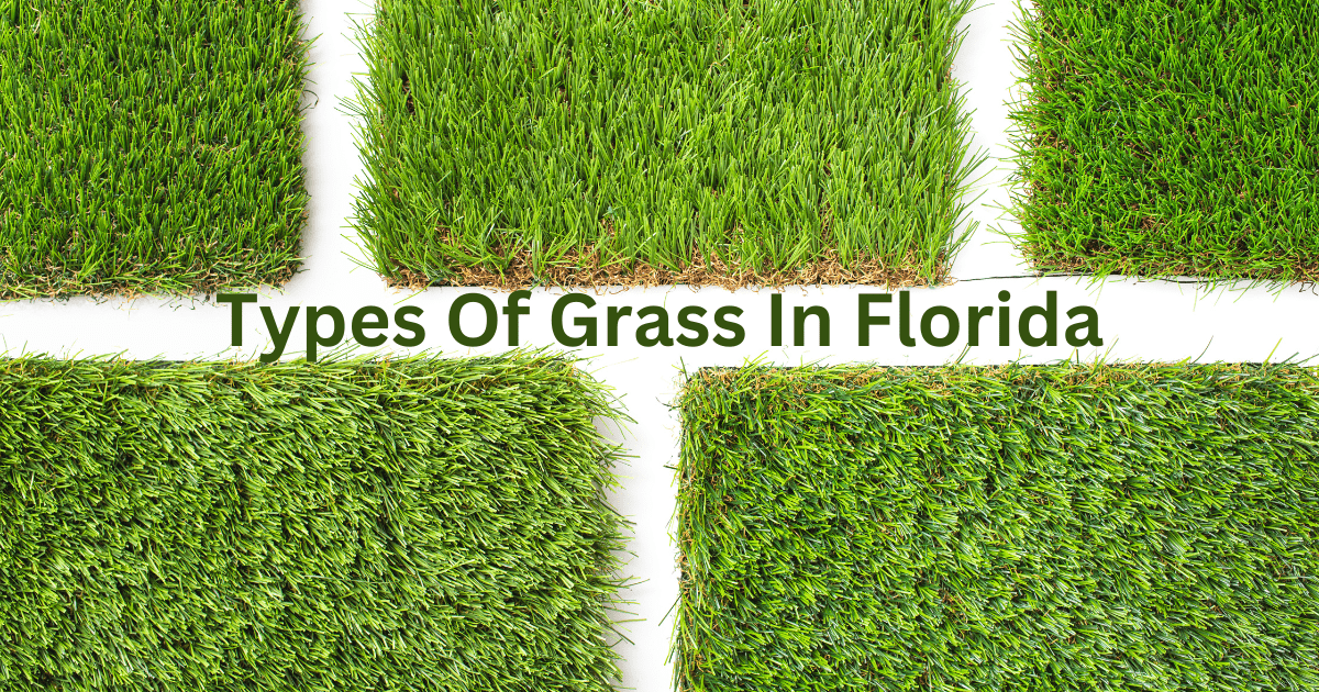 Grass In Florida